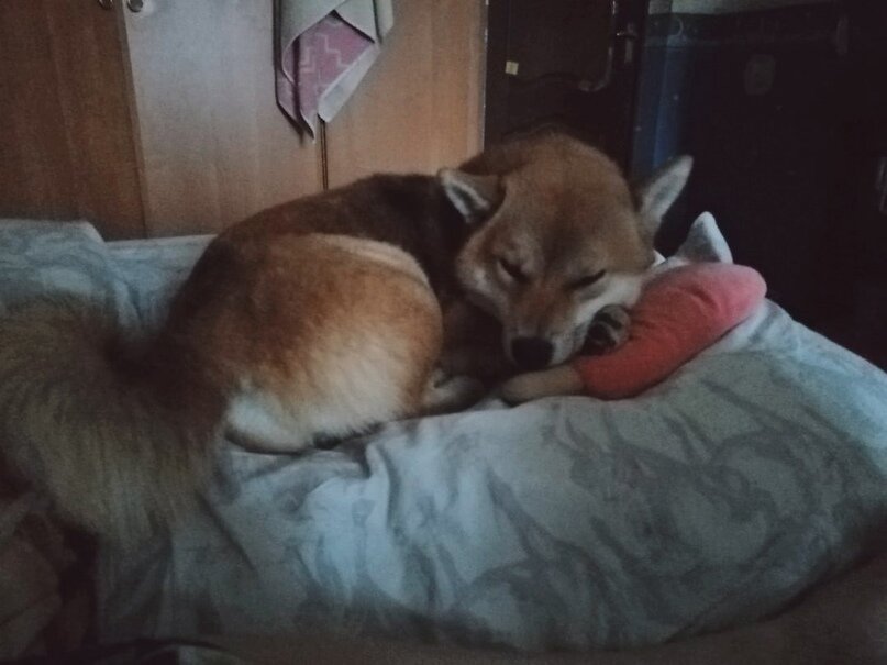 Сиба-Ину Bonsay Legenda Arden