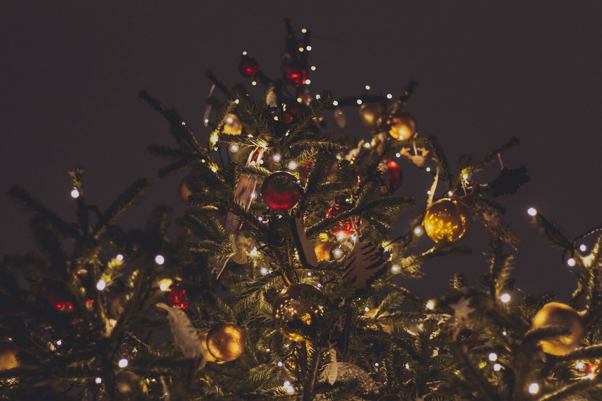     Настоящая или искусственная ель: какое дерево выбрать для праздника?