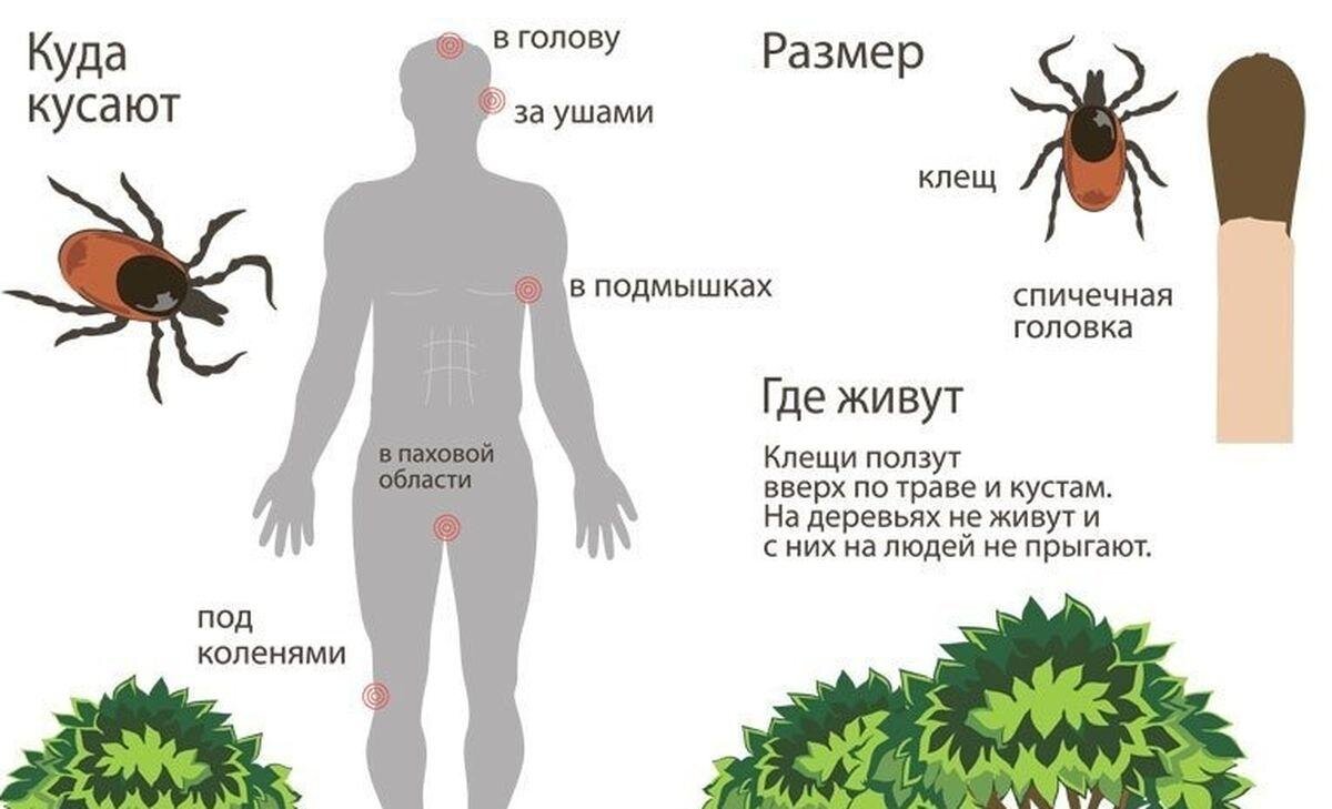 Схема лечения от укуса клеща