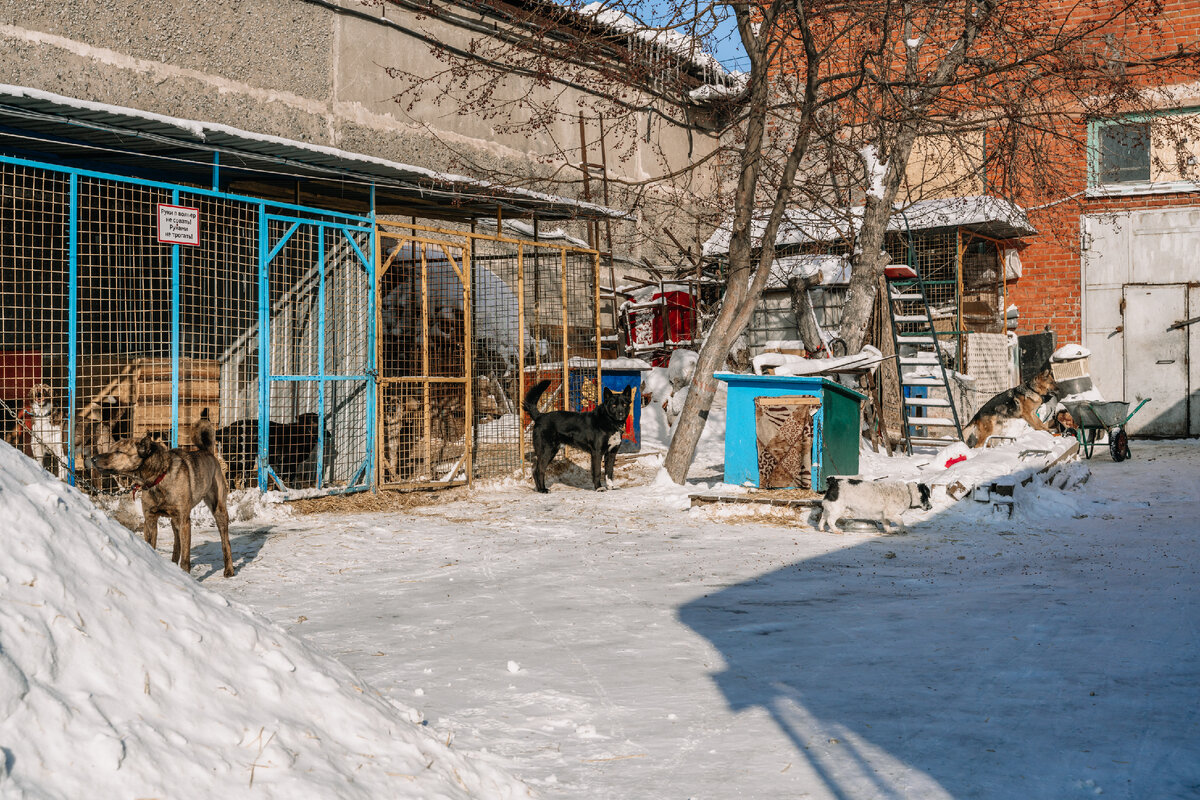 Две улицы и 350 собак