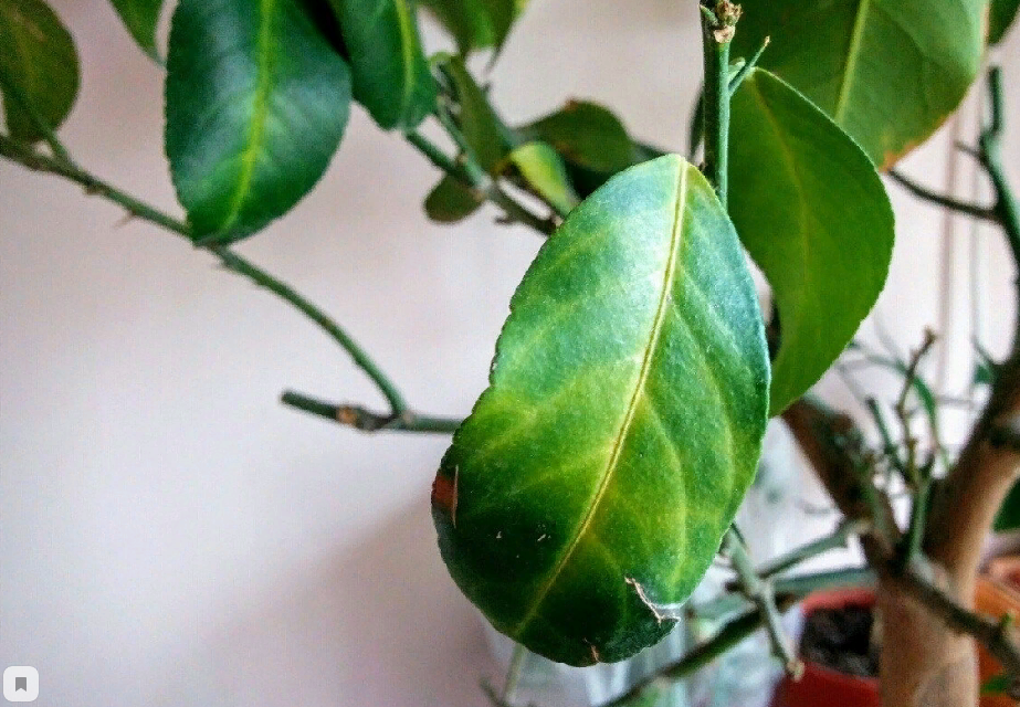 Какие листья у лимона фото в домашних условиях