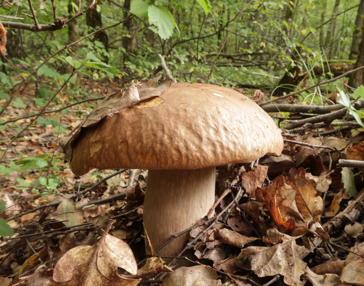 Это просто мотивирующая картинка, извините (фото И.Лебединского)