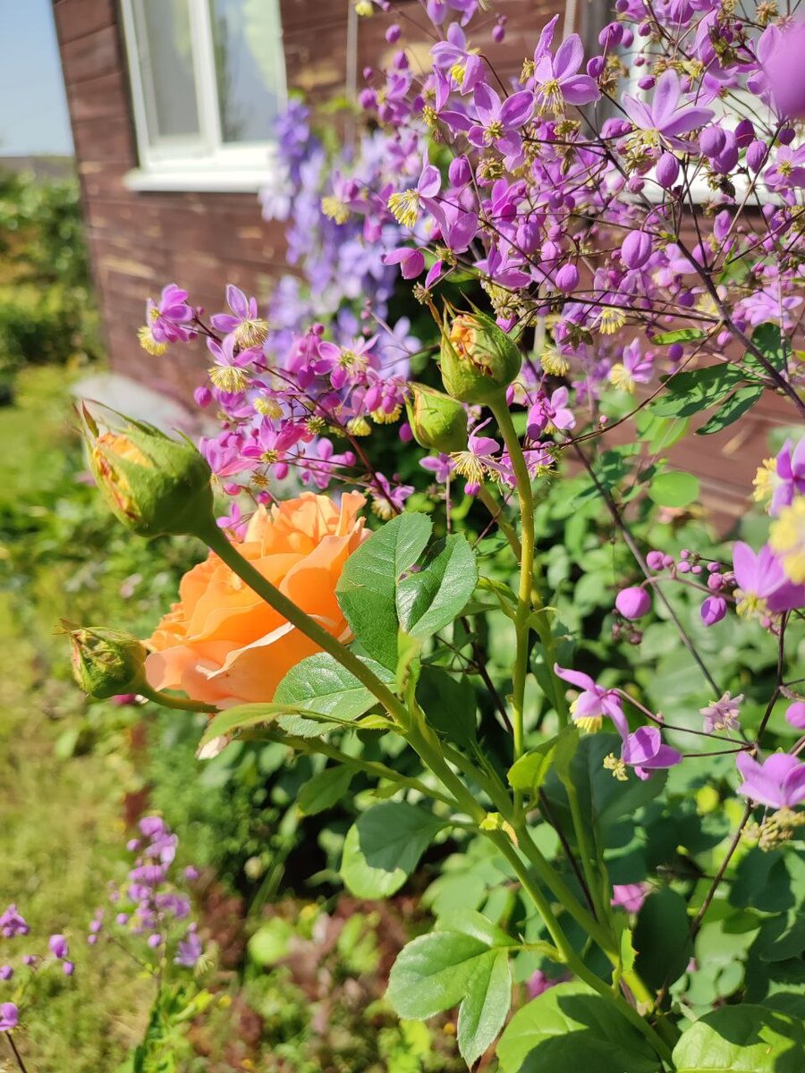 Василистника Делавея сорта  Сплендид 