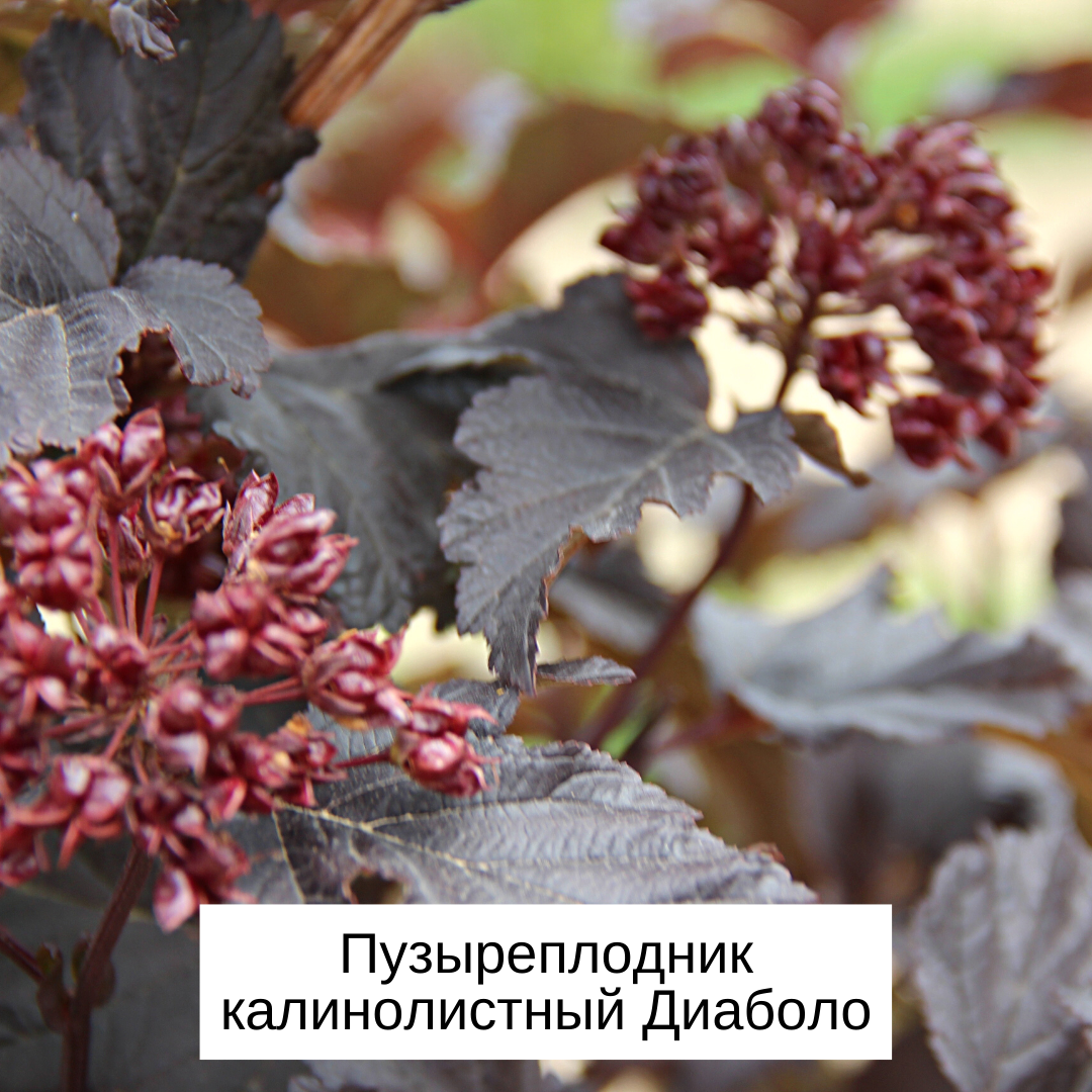 Что посадить рядом с пузыреплодником калинолистным Диаболо? | Сад  по-новому. Школа ландшафтного дизайна Натальи Мягковой | Дзен