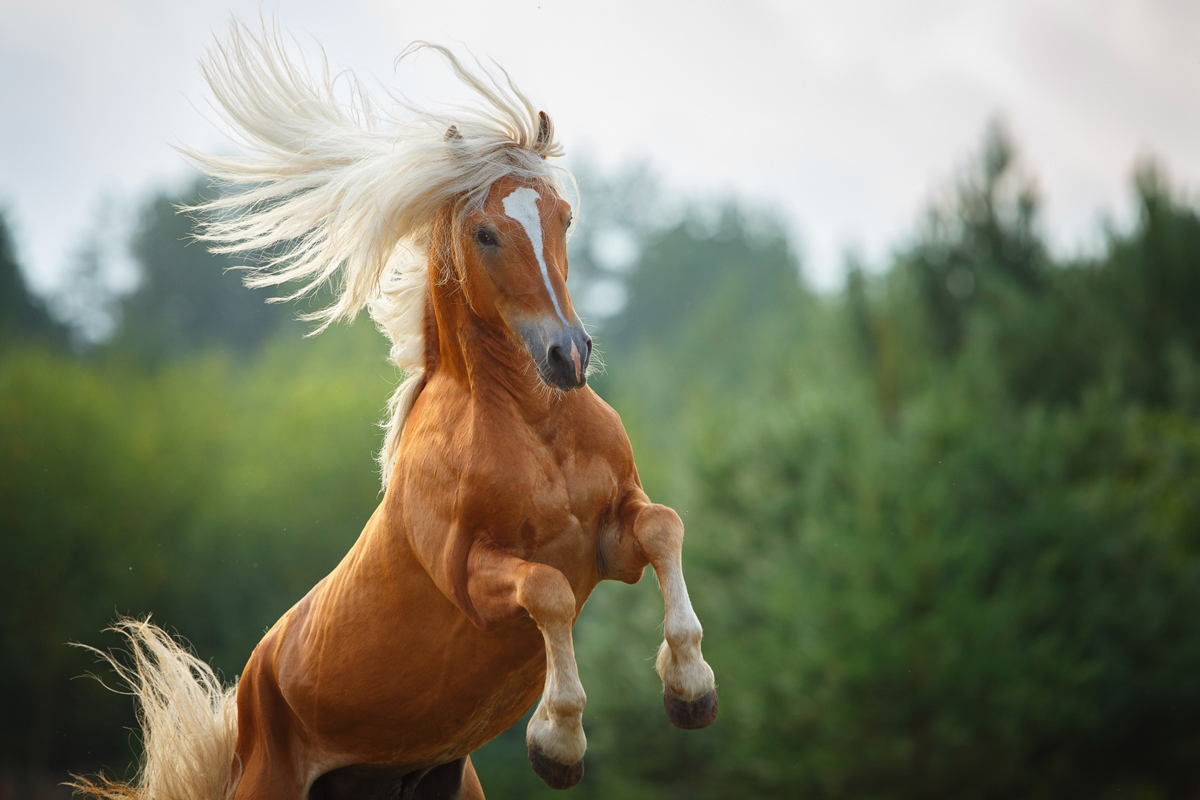 ТОП-30 самых красивых лошадей в мире | My horse story | Дзен