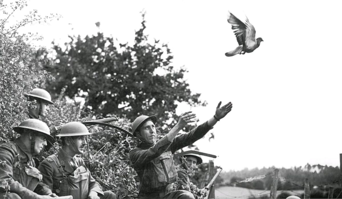 Применение голубей. Голуби на войне 1941-1945. Голубка Шер ами. Голуби во время войны 1941-1945. Голуби на войне.