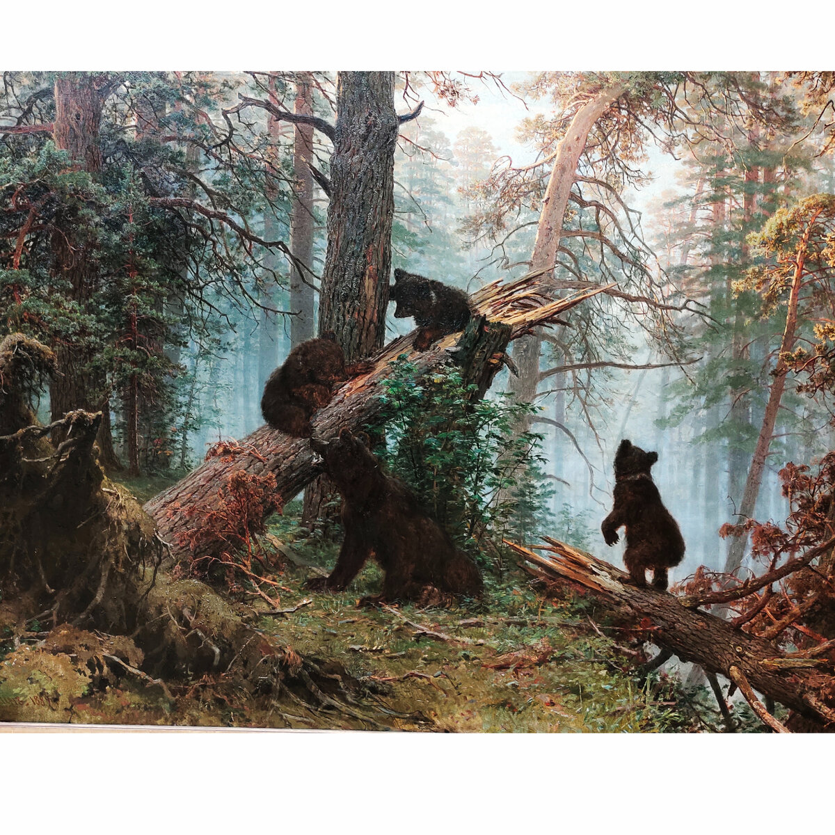 Утро в сосновом бору