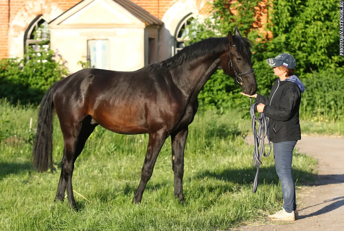 Какие бывают масти лошадей? | My horse story | Дзен