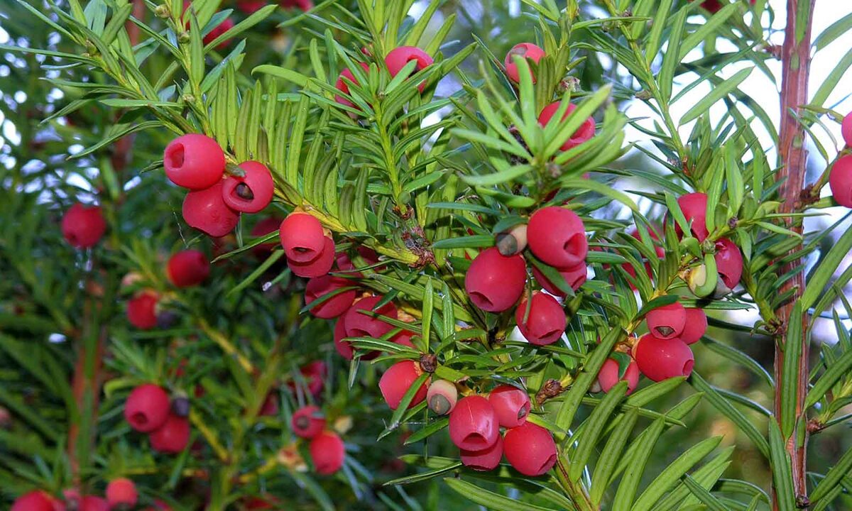 Тис ягодный (Taxus baccata elegantissima)