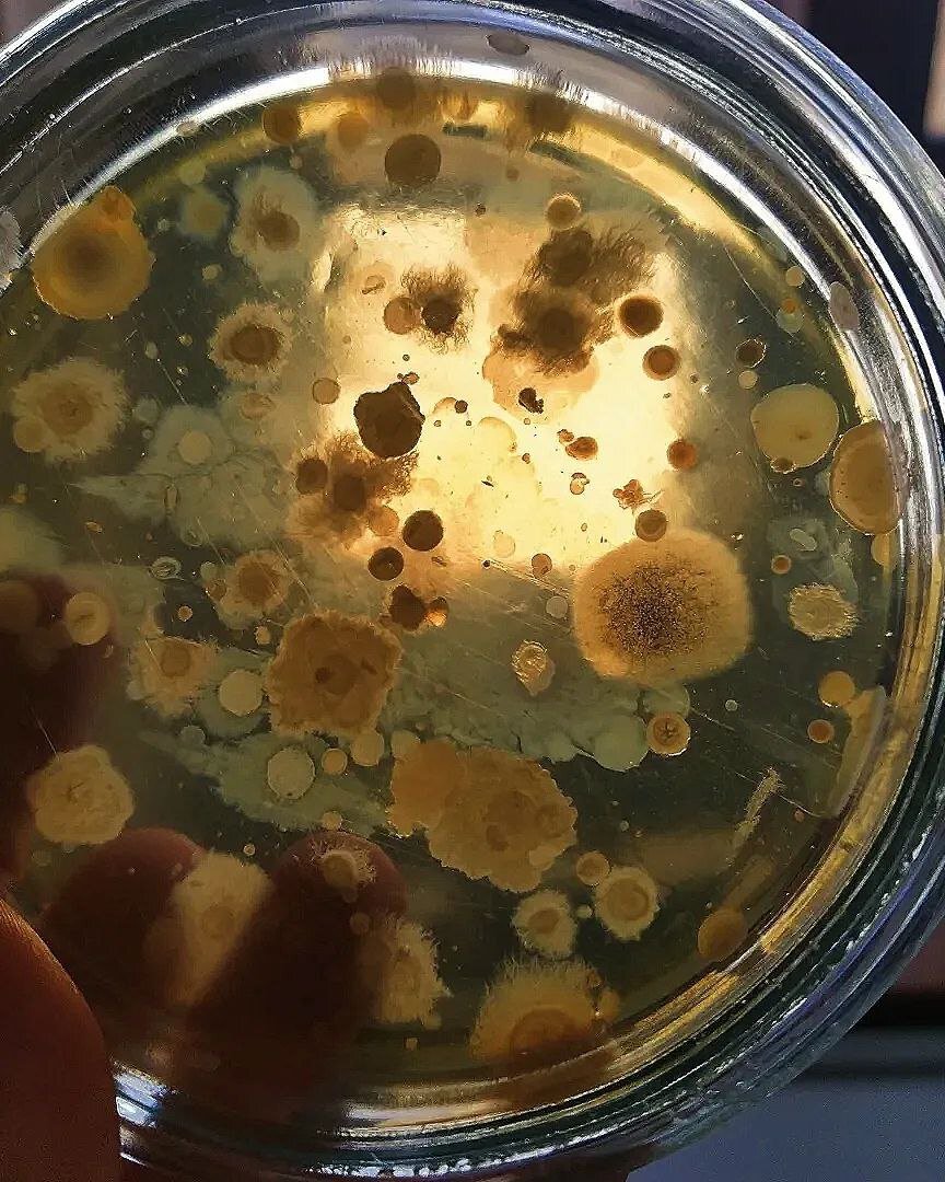 Бактерии Грибов 