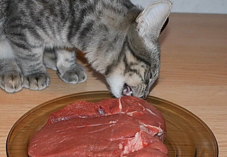 🐱О чем важно помнить при кормлении кошки сырым мясом | Нос, хвост, лапы |  Дзен