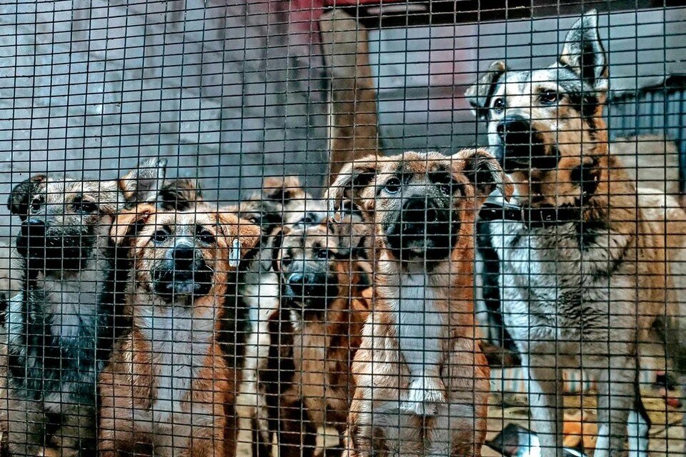     Всех отловленных на улицах Самары собак везут в специальные приюты, но лишь на 21 день. Светлана МАКОВЕЕВА