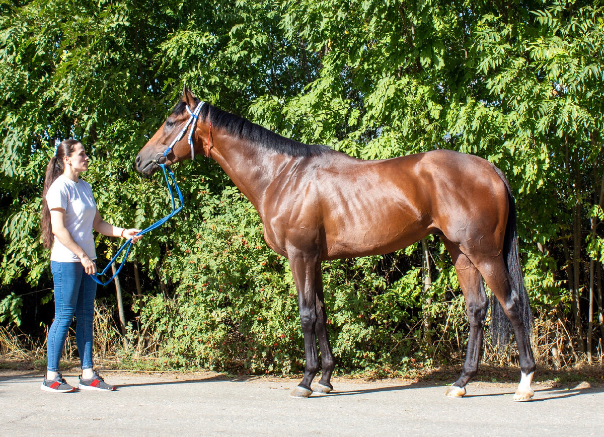 Силк Стори (California Chrome - Karen's Silk), всероссийский дербист 2022. Фото: Алёна Акимова