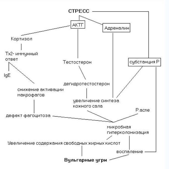 Патогенез акне схема