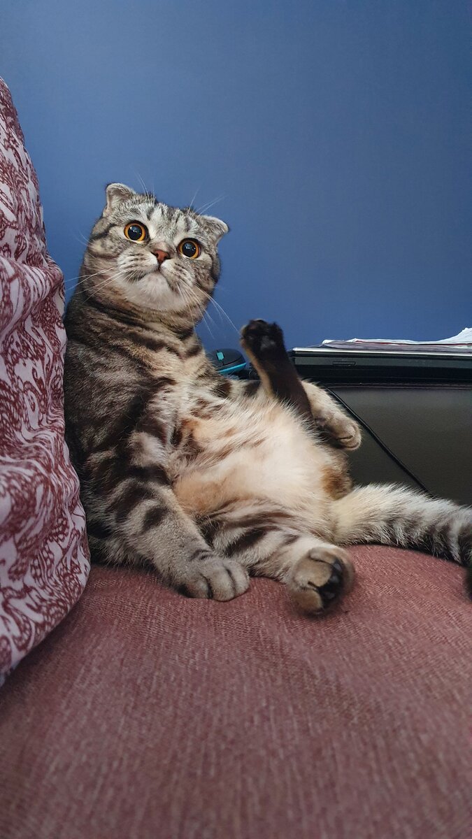 Чувство такта: "Да, я вылизываюсь при всех. Но не на кухонном столе. Радуйся." 