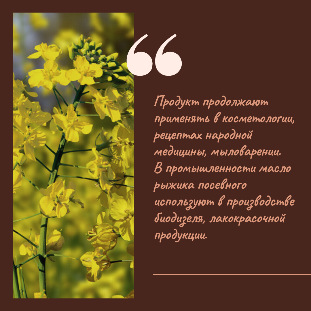 Рыжиковое масло обладает своеобразным вкусом, который обогащает кулинарные блюда. Гораздо важнее то, что продукт наделён полезными свойствами, облегчающими симптомы ряда заболеваний и улучшающими состояние организма.
