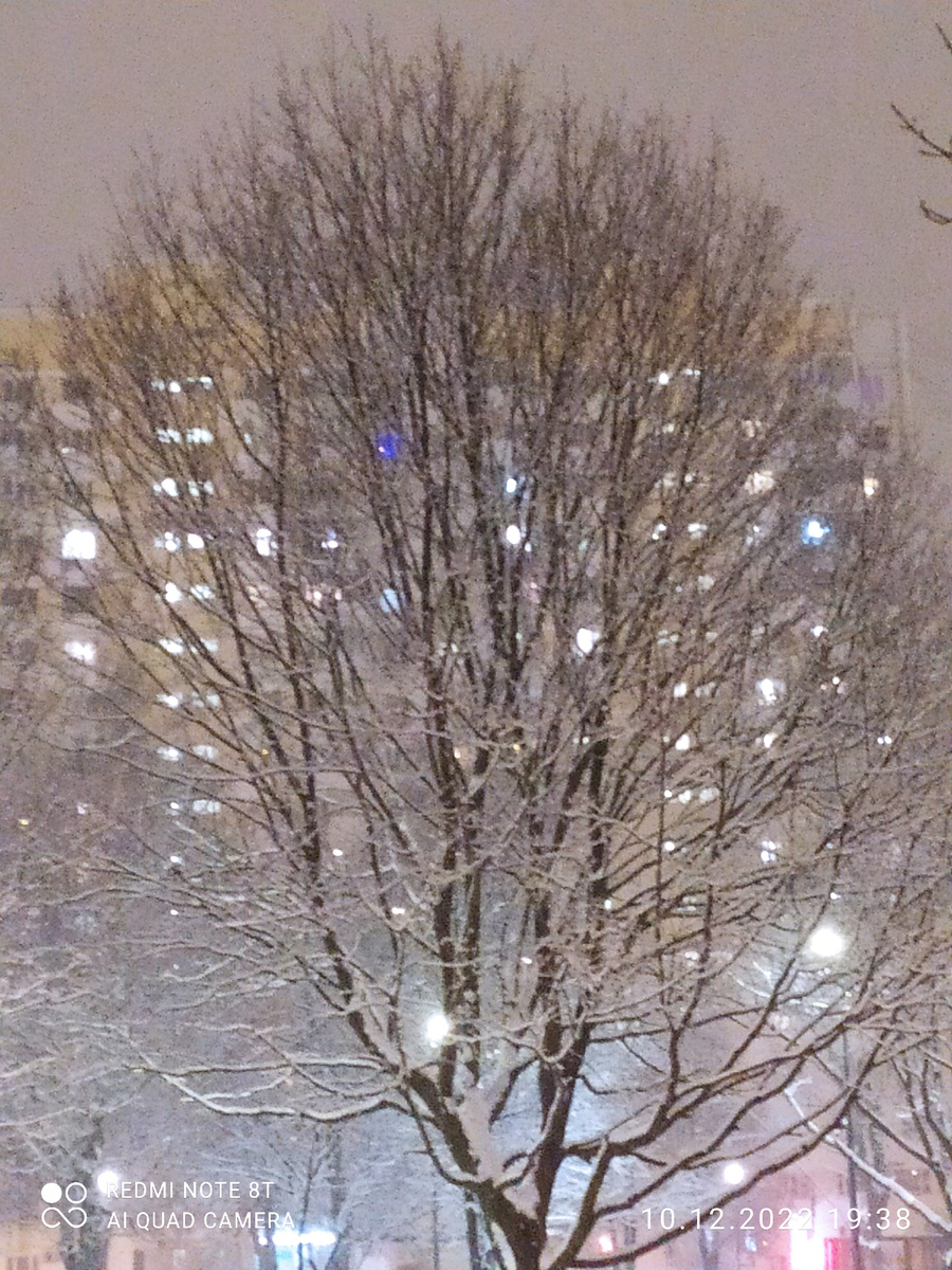 Дерево в снегу. Фото автора