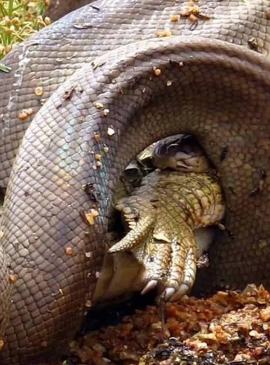 Питон никогда не отпускает того кого уже поймал