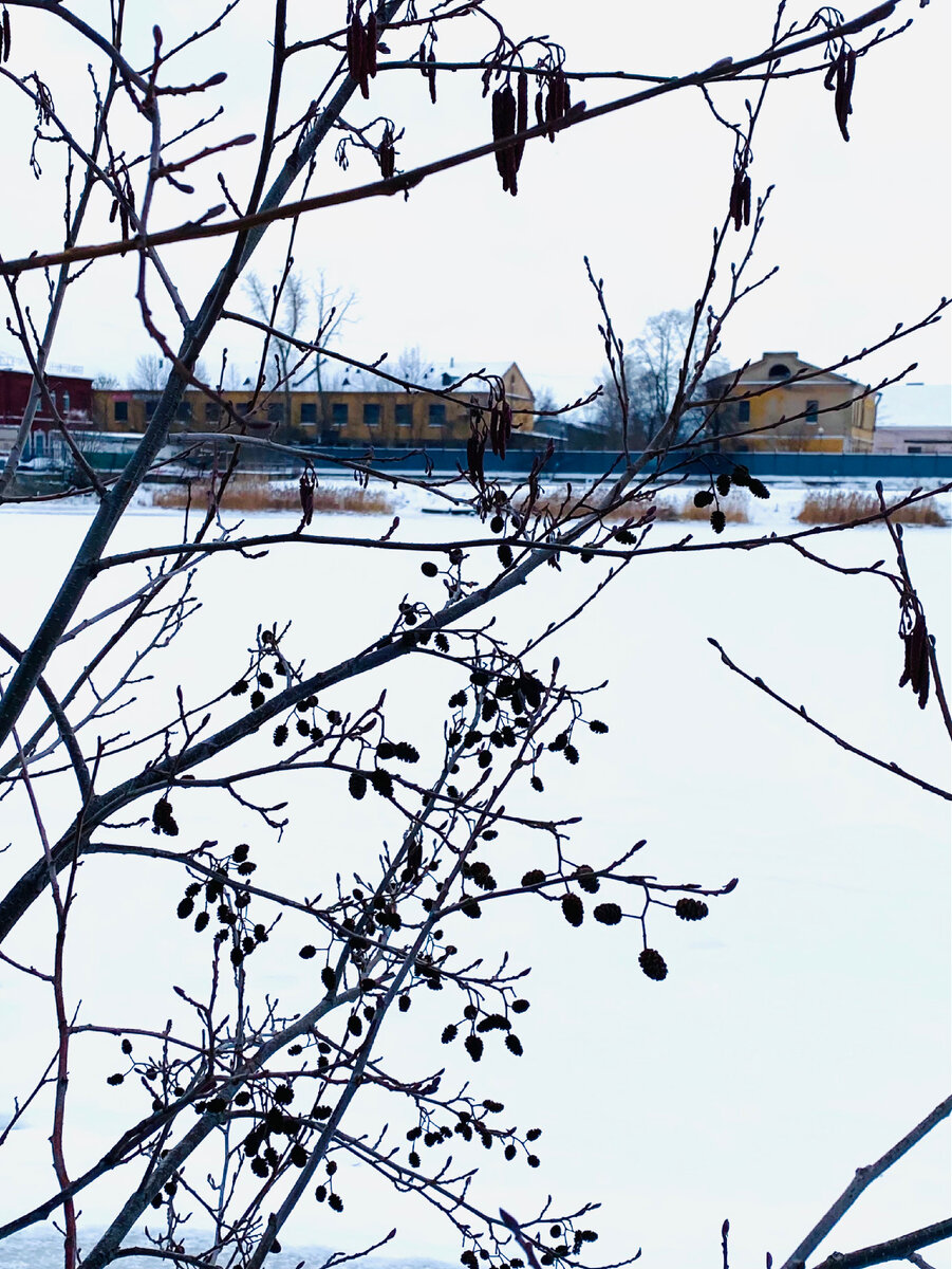 Шкиперский проток