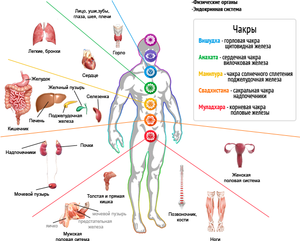 Организма связанных с болезнями. Чакры и органы эндокринной системы. Чакральная система и органы. Связь чакр и гормонов. Эндокринные органы человека и чакры.