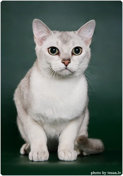 Изображение с сайта https://www.zoopicture.ru/burmilla/