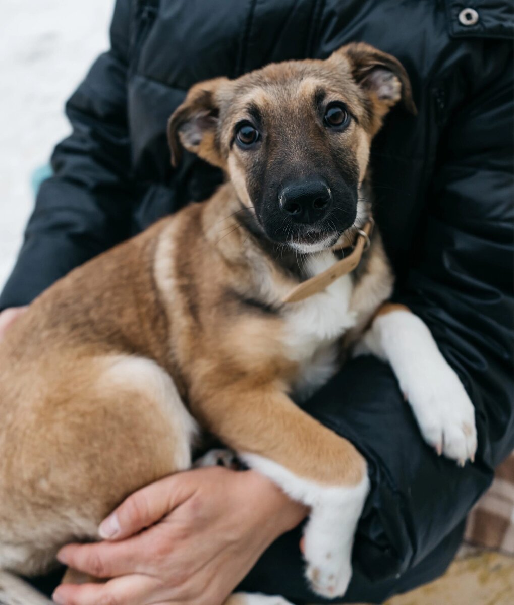 Дафна на руках у волонтера. Кожуховский приют, Москва www.vao-priut.info 