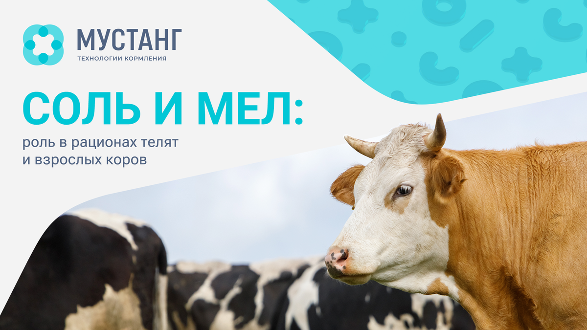 Изображение принадлежит Мустанг Технологи Кормления