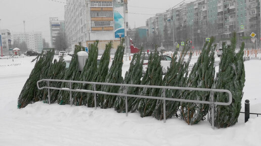 В Радужном начали работу елочные базары.