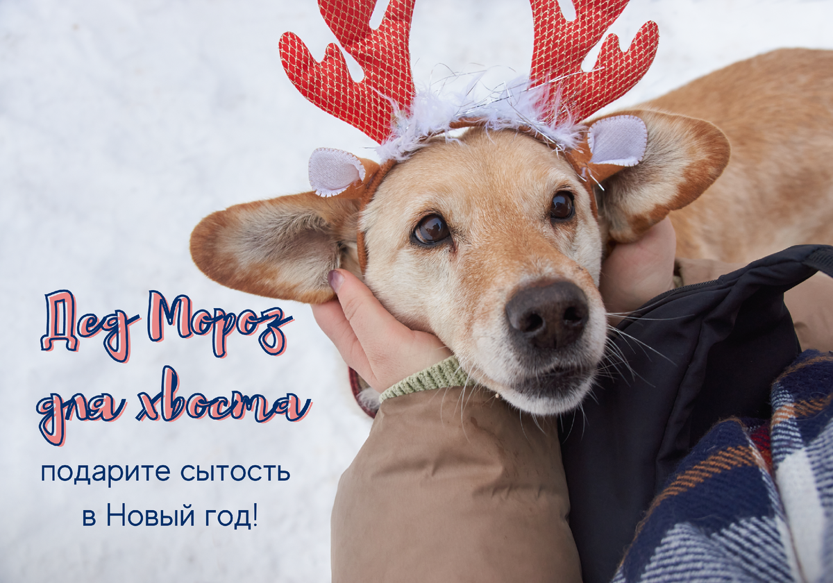 Найдуля, ищет дом