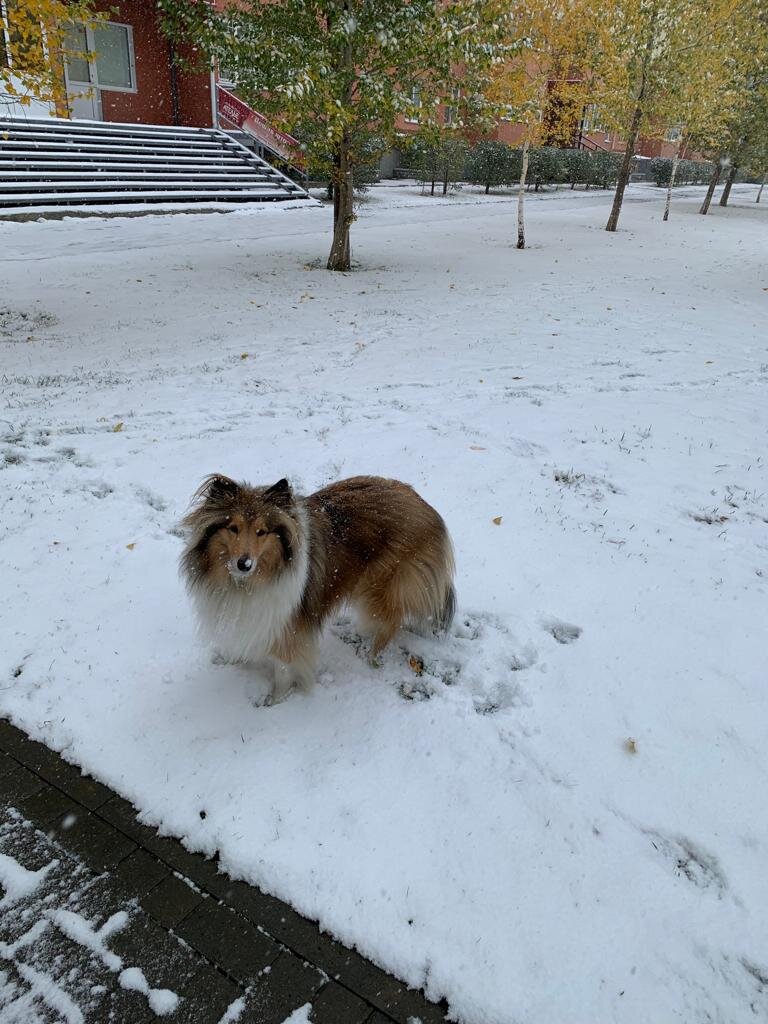 Колли Шелли