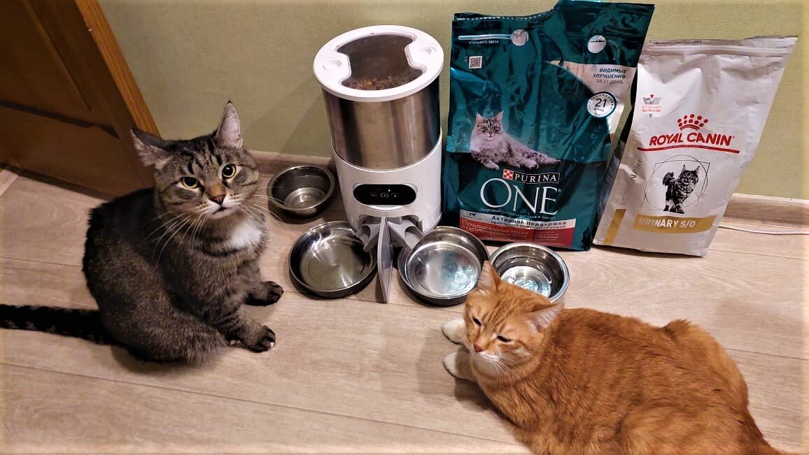 Регулярное питание