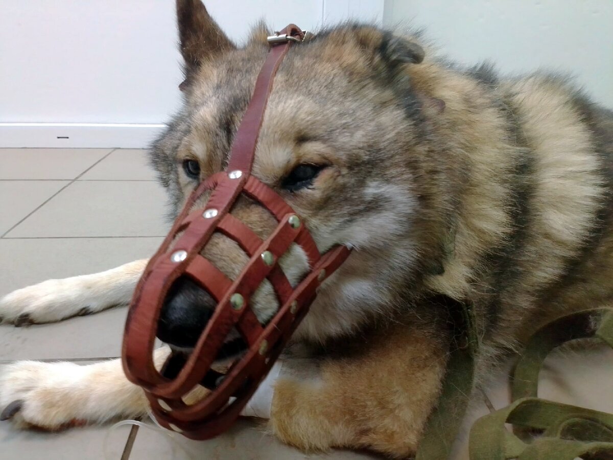 Пришлось надеть на него намордник, который он не переносит, но в этот раз сопротивляться у него нет сил