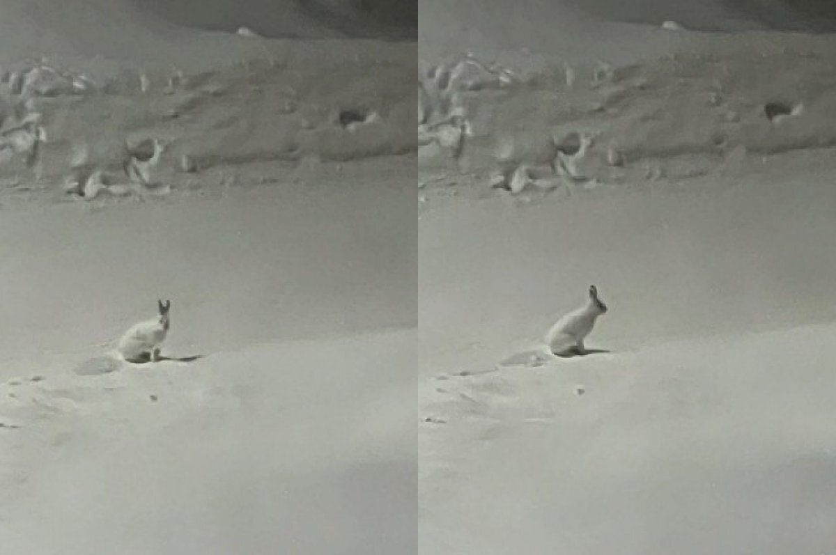 Заяц Беляк. Снежный Новосибирский заяц. Брачный период зайца беляка. Белый заяц на белом снегу.