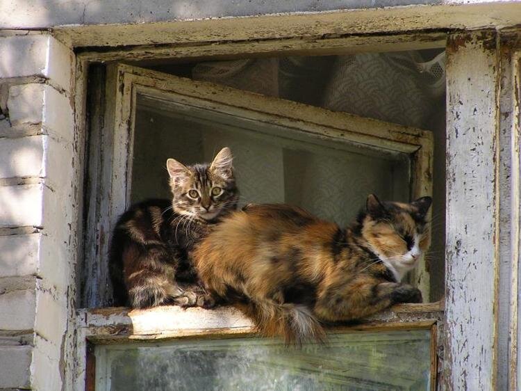 Всякие живописные для съёмки, но неухоженные и бедные домишки ближнего Подмосковья. И казалось, чем старее дом, тем больше в нём котов...