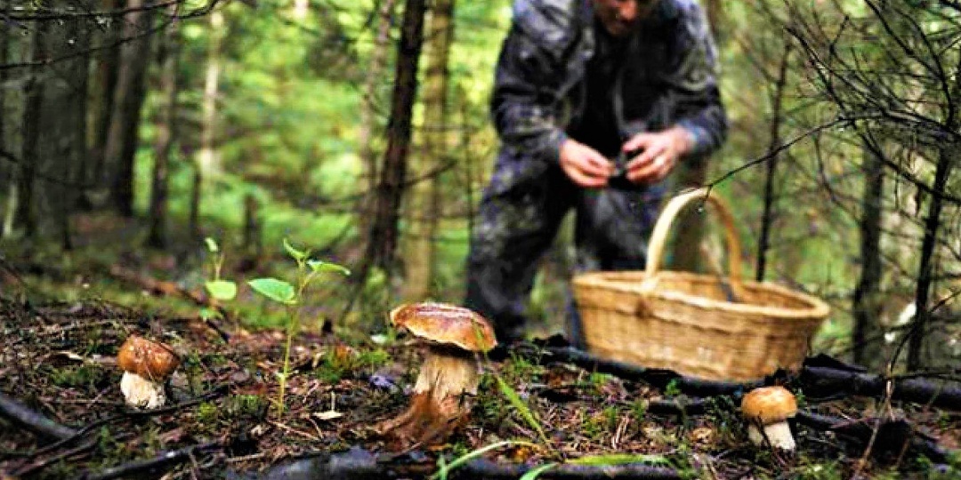 Земля-кормилица