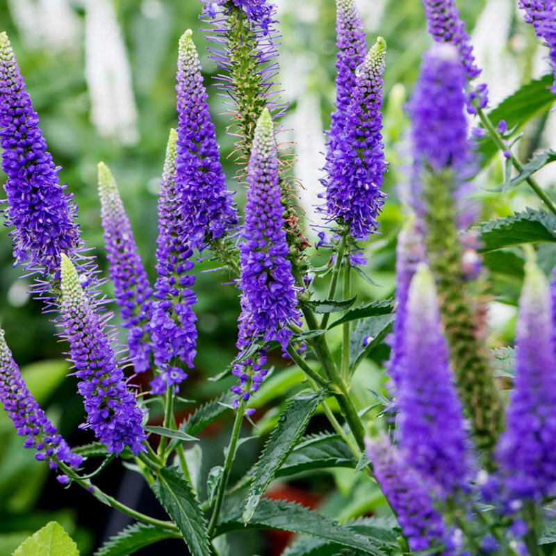  Вероника First Glory