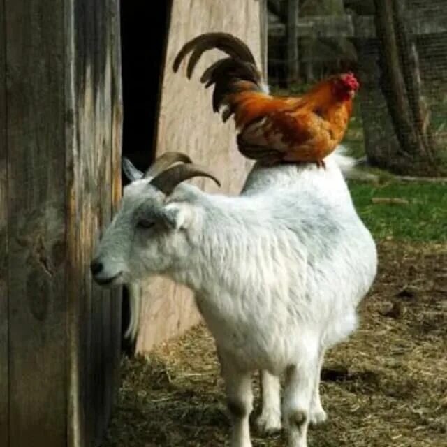 Фото из открытого источника