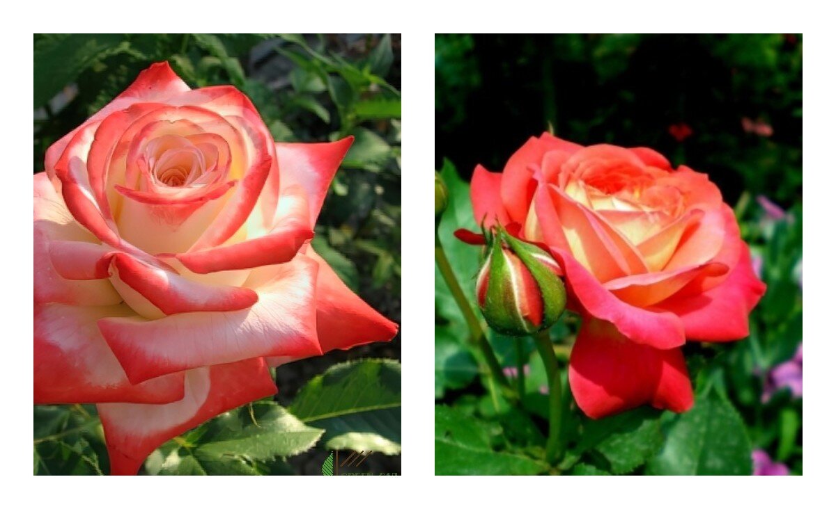 Роза ч\г Императрица Фарах и роза флорибунда -Мидсаммер. фото из свободного доступа