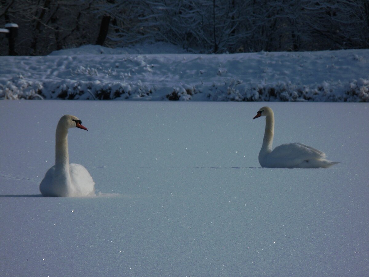 Лебеди не боятся кубанских морозов и не улетают отсюда на зимовку в теплые края.