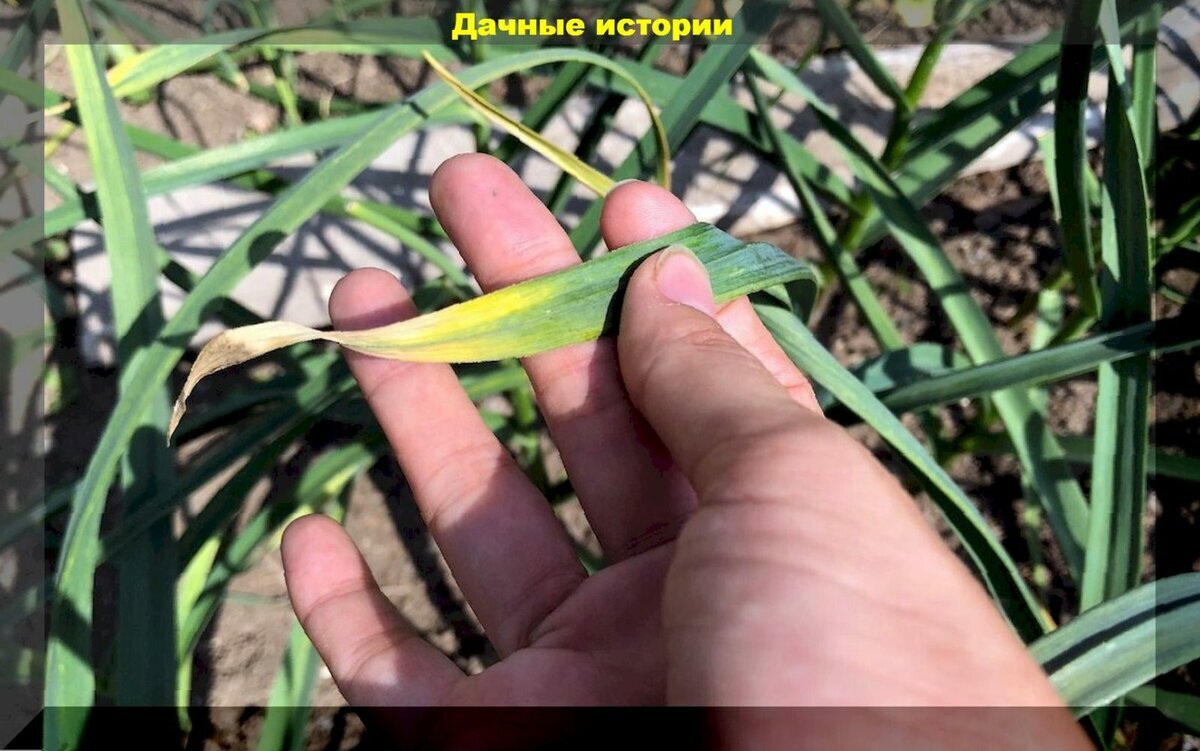 Желтеют листья лука