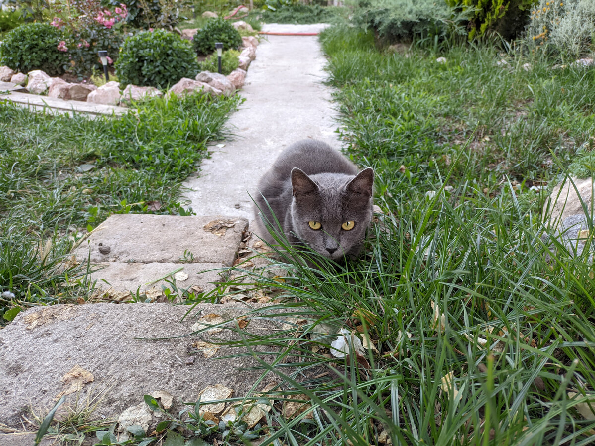 крымский карел дзен