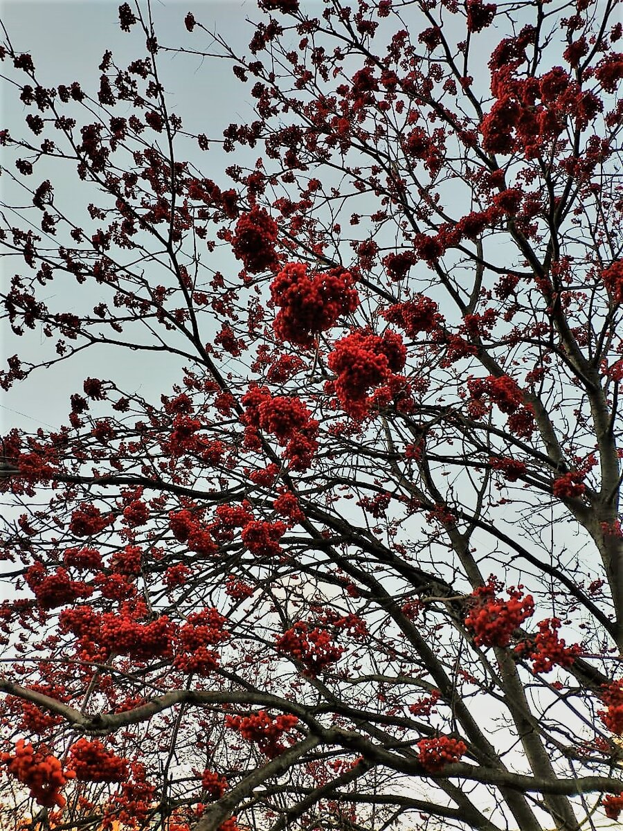 Горькая ягода. Фото автора канала.