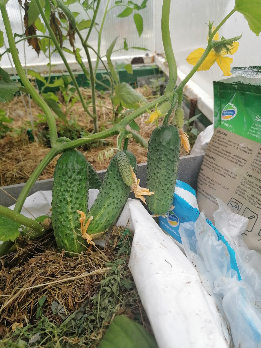 В мешке я выращивала огурец КУРАЖ, который имеет пучковый тип цветения