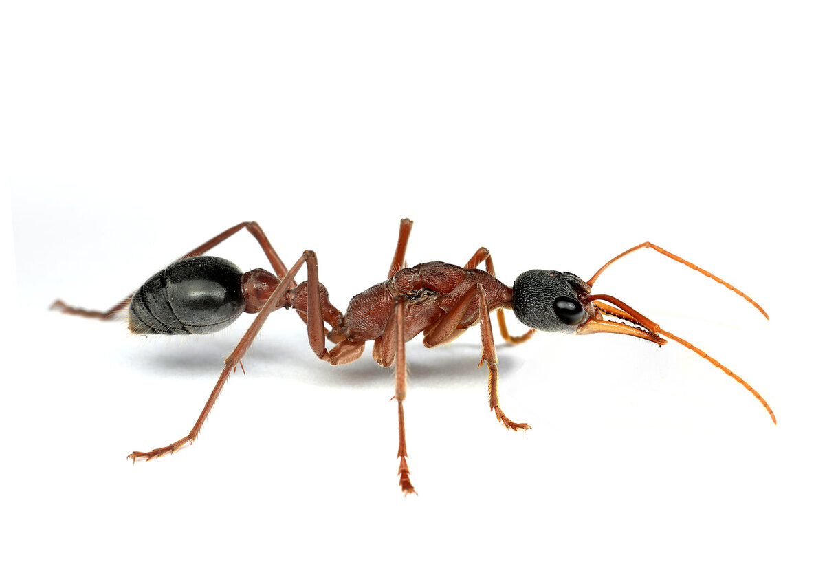 M.nigriceps или трёхцветный муравей бульдог ( бык)