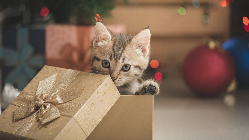   Кошка © Adobe Stock