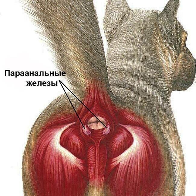 Чистка параанальных желез у собаки - ВЕТМИР