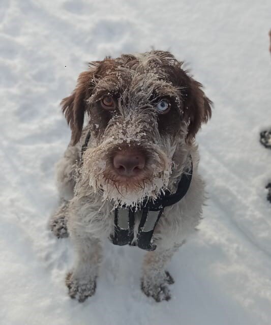 -Кто сегодня на работу?
- Я!