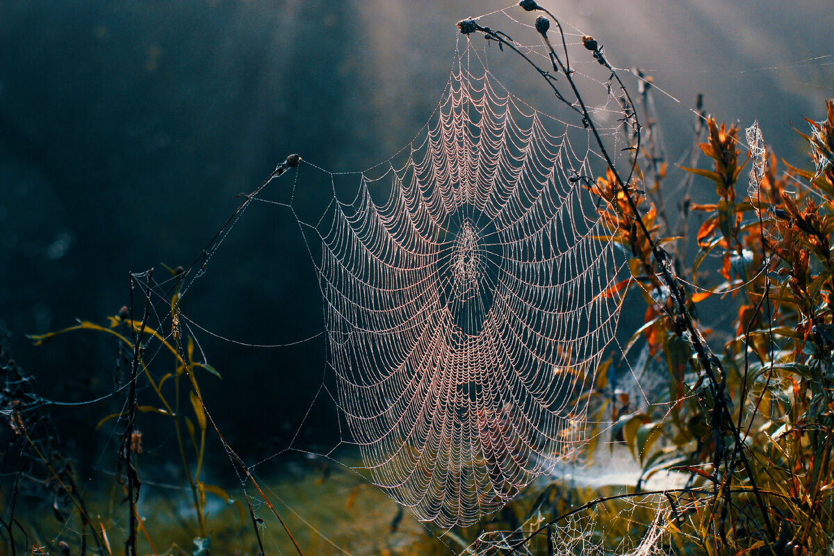 Фото автора Andrii Lobur: Pexels