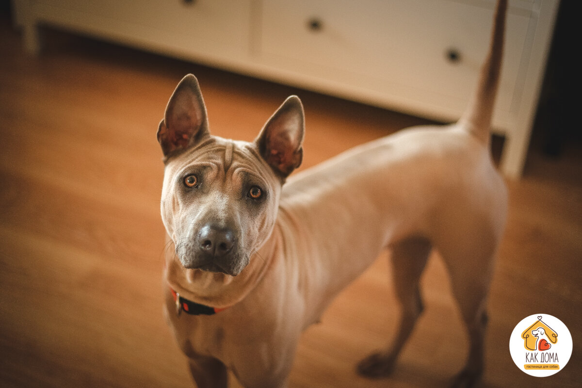 Тайский риджбек Руна.