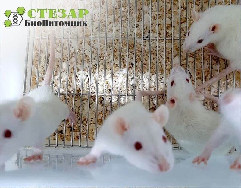 Крысы линейные Wistar в БиоПитомнике СТЕЗАР / Фото с нашего сайта www.biopitomnik.ru
